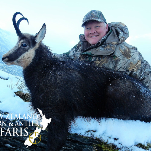 Alpine Chamois
