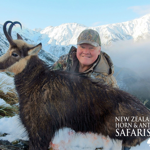 Alpine Chamois