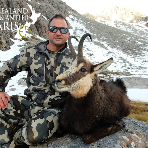 Alpine Chamois