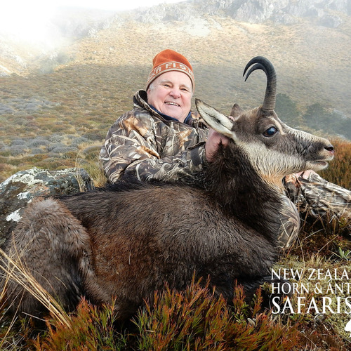 Alpine Chamois