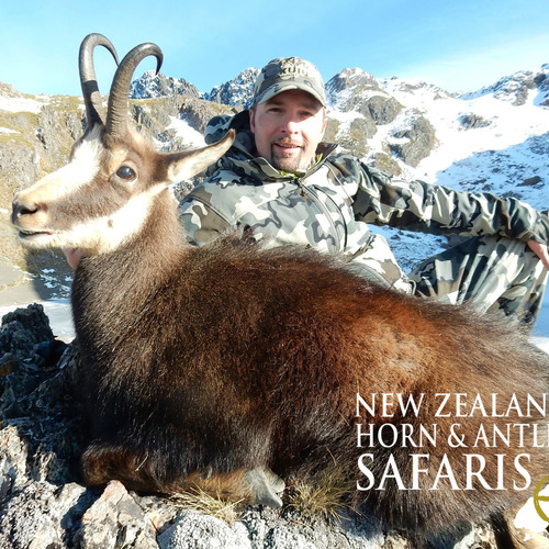 Alpine Chamois