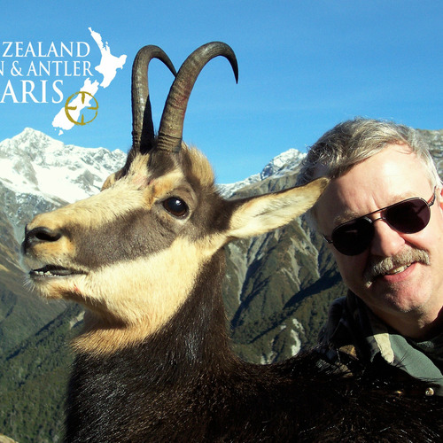 Alpine Chamois