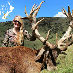 2018 New Zealand Red Stag 320 to 370sci