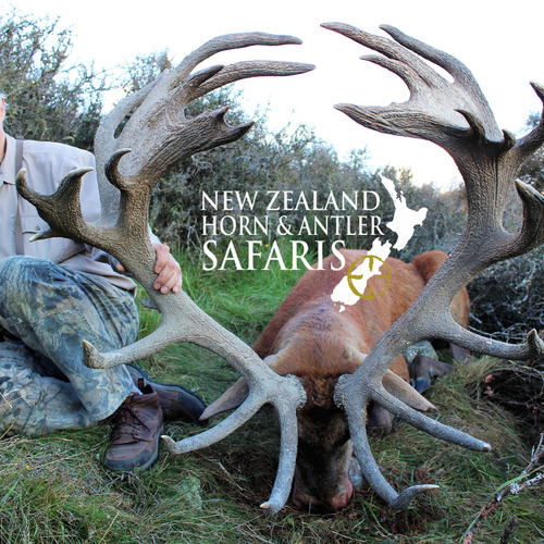 Early Season Club NZ Red Stag 423sci