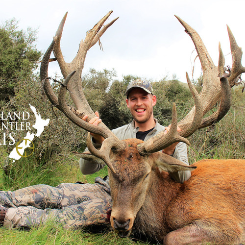 2018 New Zealand Red Stag 320 to 370sci