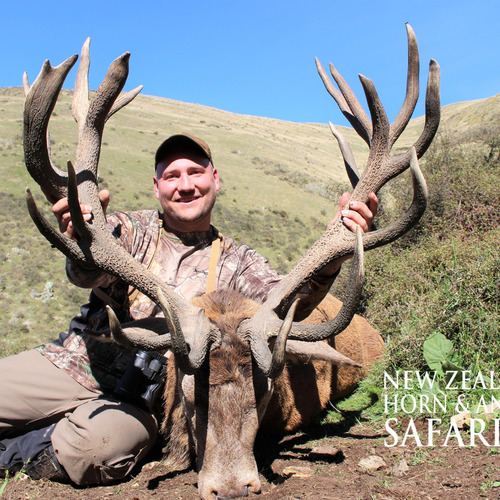 2018 New Zealand Red Stag 320 to 370sci