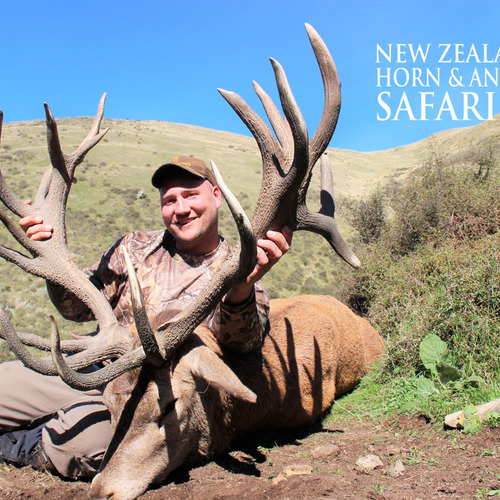 2018 New Zealand Red Stag 320 to 370sci