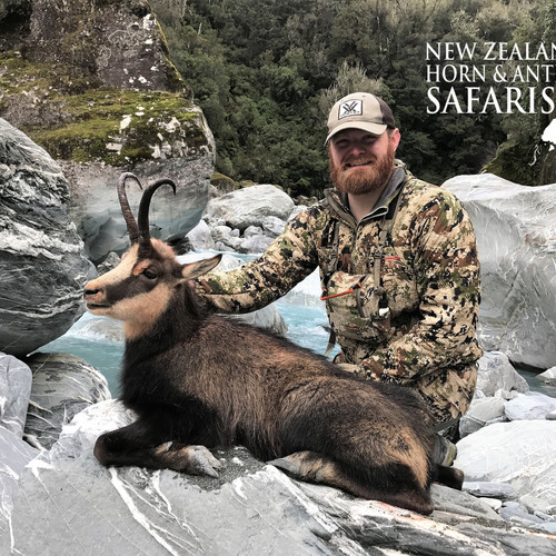 Alpine Chamois