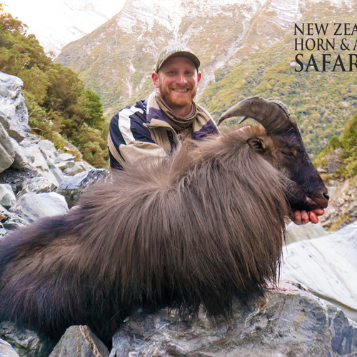 Himalayan Bull Tahr