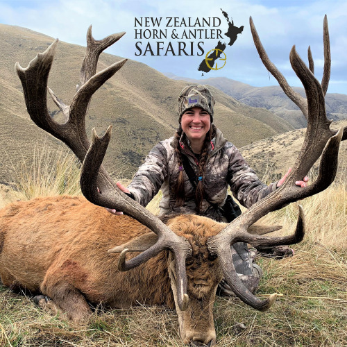 New Zealand Red Stag