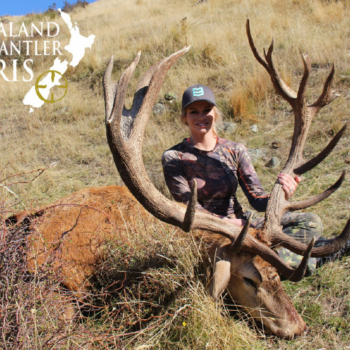 New Zealand Red Stag