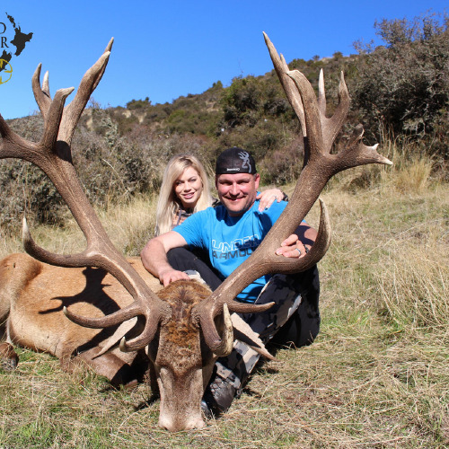 New Zealand Red Stag