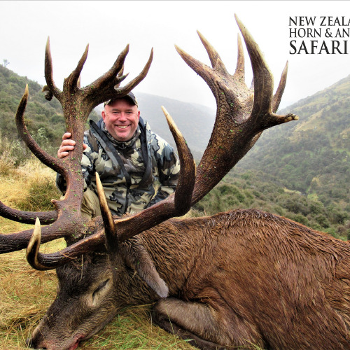 Club New Zealand Red Stag