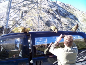 Native parrot call a Kea