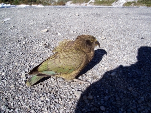 Native parrot to New Zealand the Kea