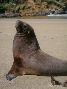 Sea lion at Catlins