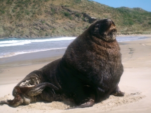 Adult Sea Lion Catlins