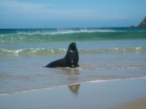  Young Sea Lion Catlins