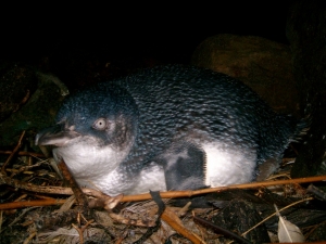 Little Blue Penguin nesting