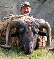 Arapawa Ram