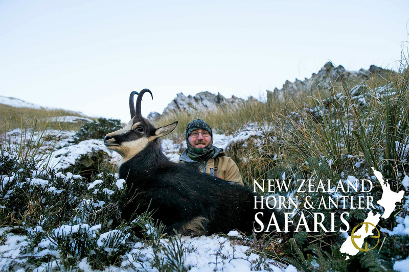 Chamois  New Zealand Deerstalkers Association Inc