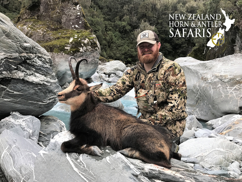 Chamois  New Zealand Deerstalkers Association Inc
